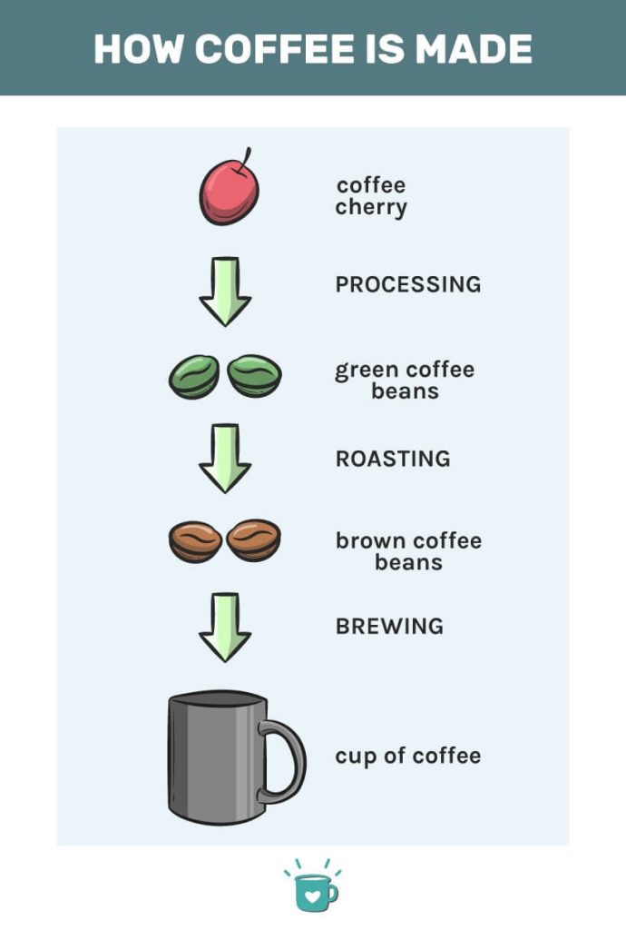 How Is Coffee Processed Before Reaching Our Cups?