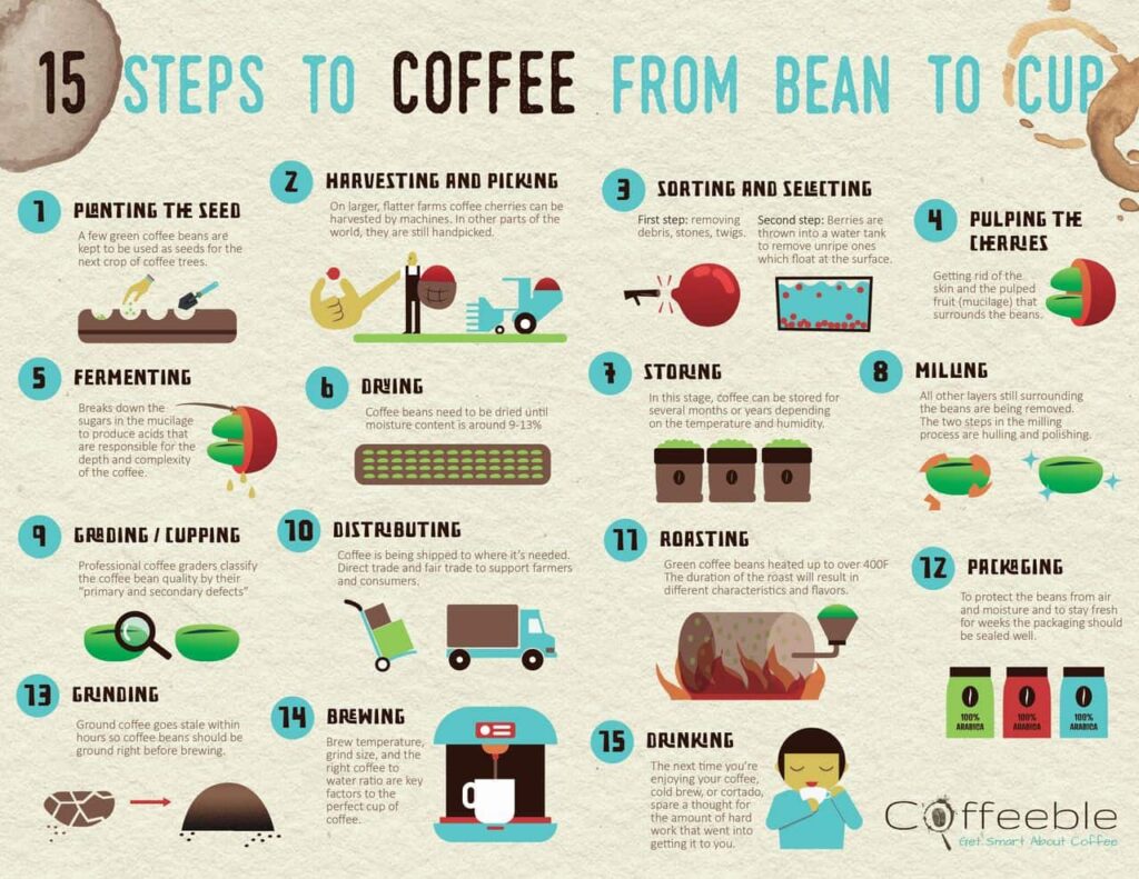 How Is Coffee Processed Before Reaching Our Cups?