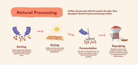 How Is Coffee Processed Before Reaching Our Cups?