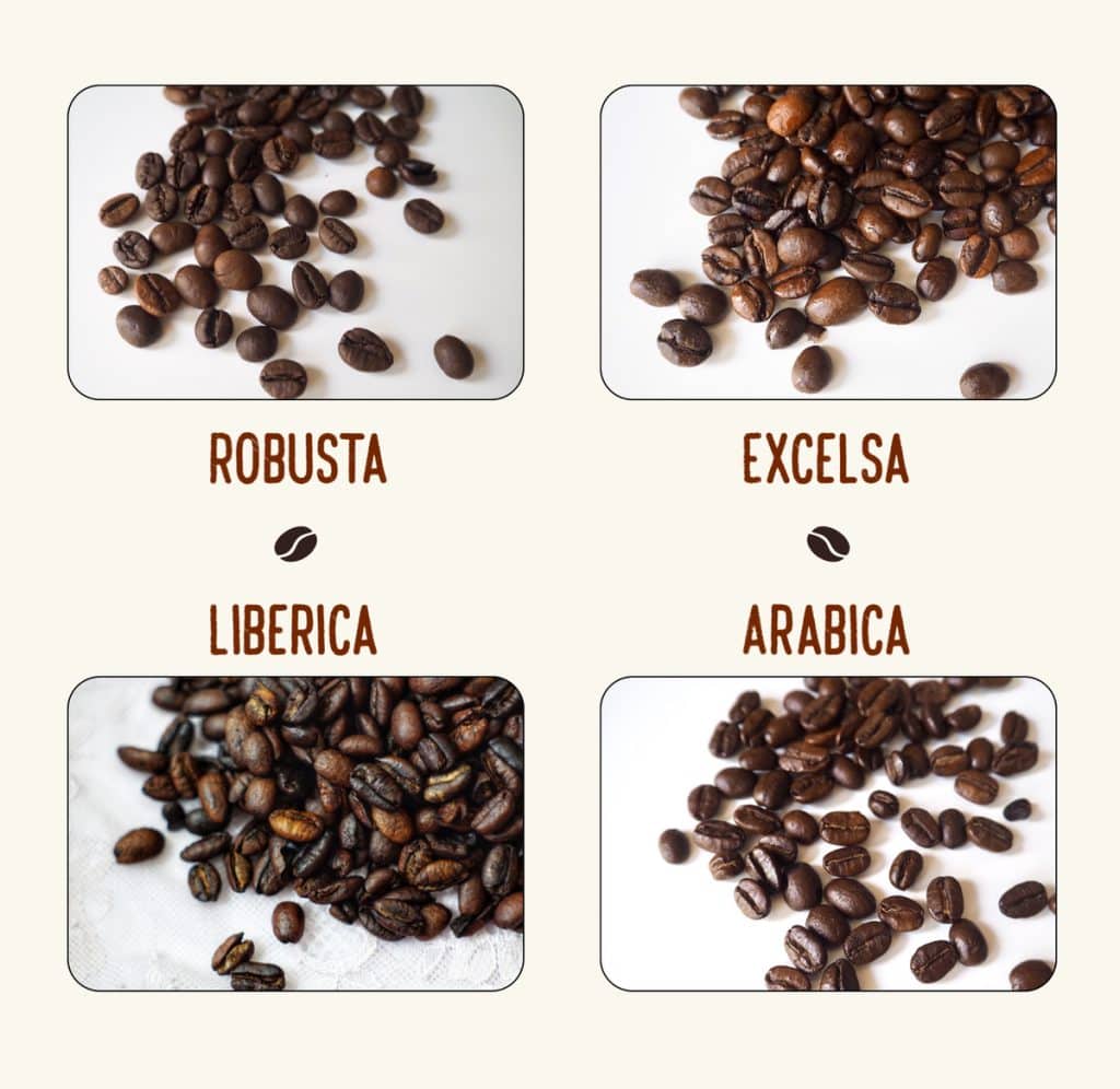 What Are The Main Types Of Coffee Beans?