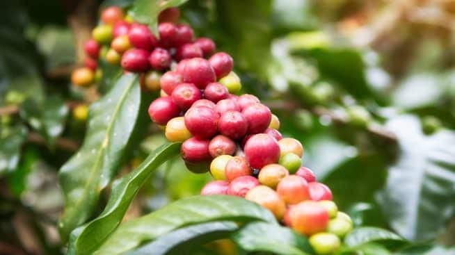 What Is Coffee And Where Does It Come From?