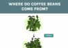 what is coffee and where does it come from 4