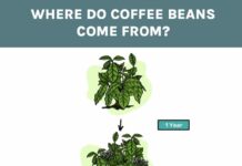 what is coffee and where does it come from 4