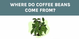 what is coffee and where does it come from 4