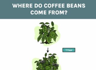 what is coffee and where does it come from 4