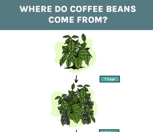 what is coffee and where does it come from 4