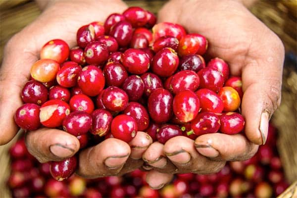 What Is Coffee And Where Does It Come From?