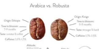 whats the difference between arabica and robusta coffee 2