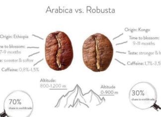 whats the difference between arabica and robusta coffee 2