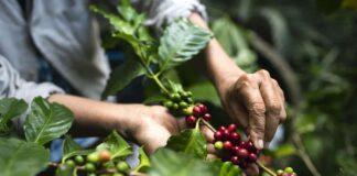 what does fair trade and organic mean when buying coffee