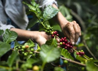 what does fair trade and organic mean when buying coffee