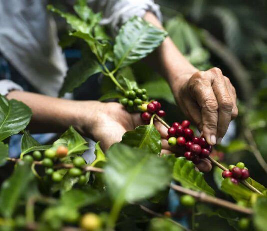 what does fair trade and organic mean when buying coffee