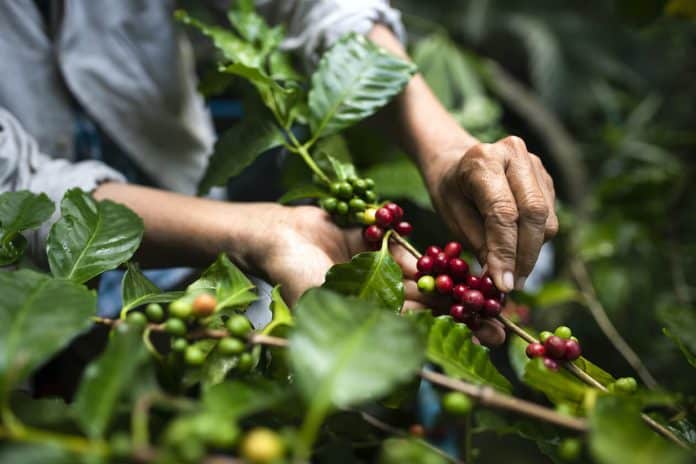 what does fair trade and organic mean when buying coffee