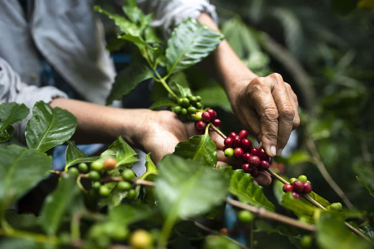 What Does fair Trade And organic Mean When Buying Coffee?