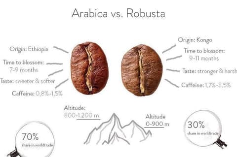 Whats The Difference Between Arabica And Robusta Coffee Beans?