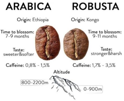 Whats The Difference Between Arabica And Robusta Coffee Beans?